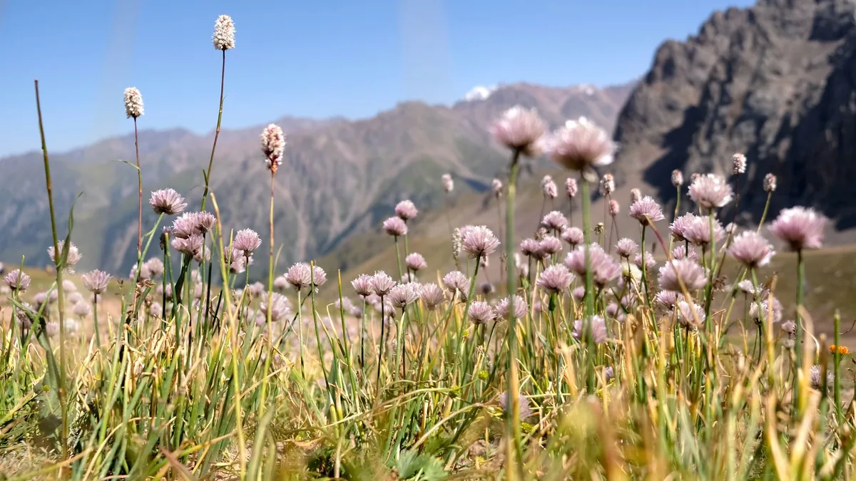 Beautiful pink wildflowers bloom in the mountainous landscapes of Almaty, Kazakhstan.