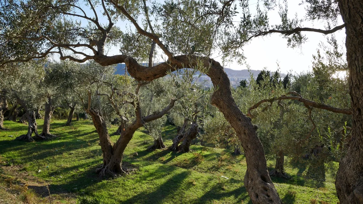 A serene landscape of olive trees with sunlight streaming through in a picturesque orchard.
