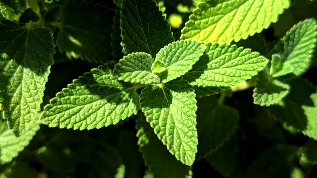 Ingredients of LivPure: Benefits and Functions