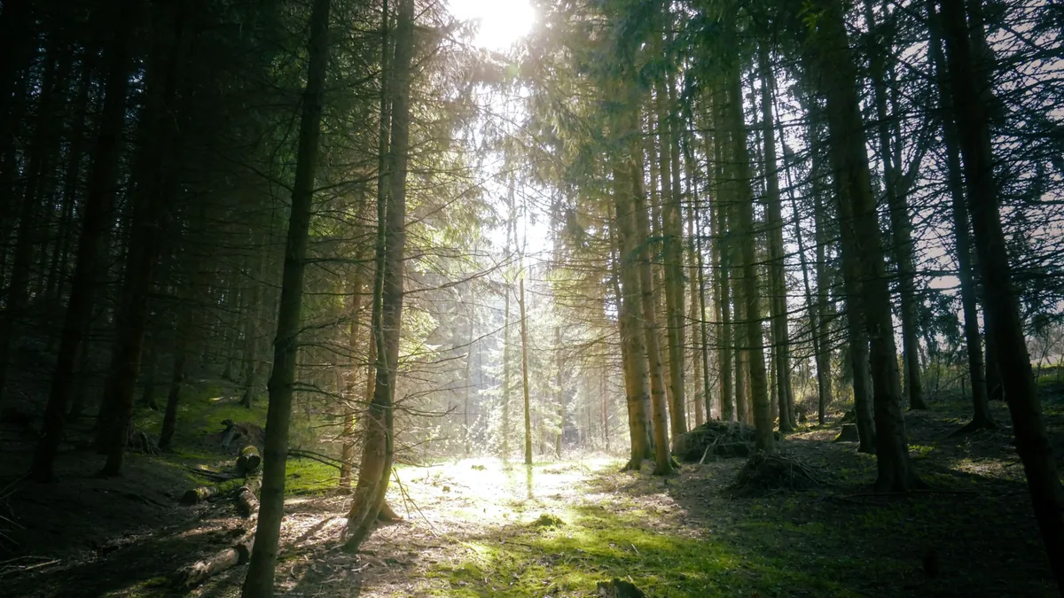 A serene forest scene with sunlight streaming through tall trees, creating a mystical atmosphere.