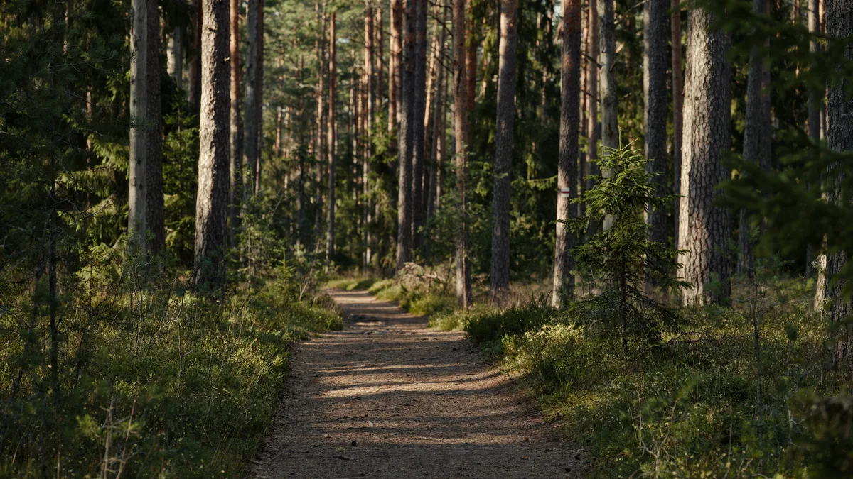 Assessing the Safety of LivPure Supplements